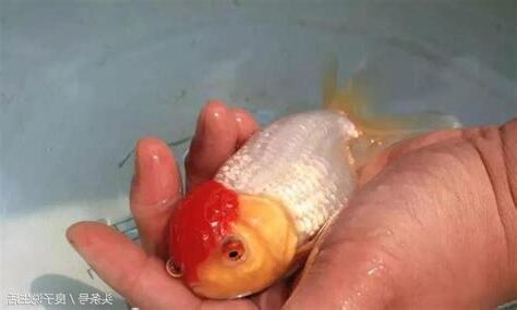 金魚產卵怎麼辦