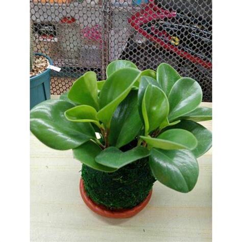 室內招財植物