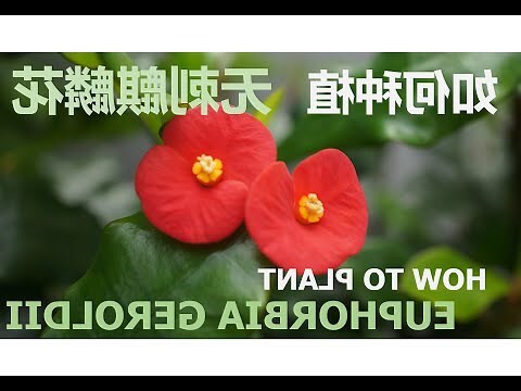 麒麟花繁殖