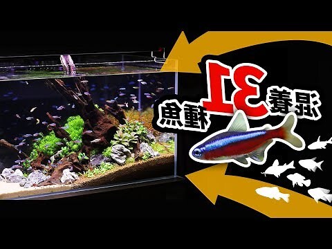 可以跟金魚混養的魚