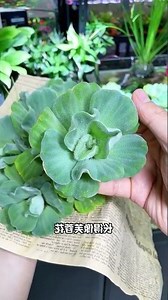 水景盆栽