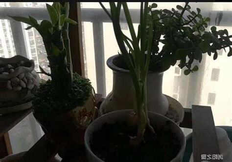 風水樹有哪些