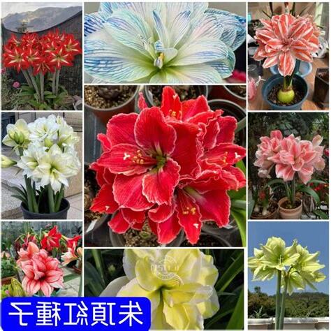 孤挺花種類