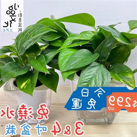 廁所黃金葛