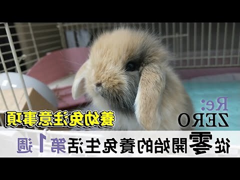 養兔子注意事項