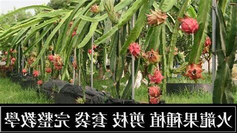 龍珠果種植