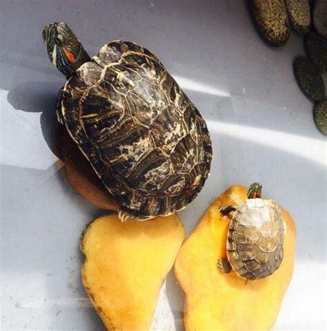 兩隻烏龜養一起