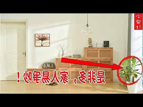 萬年青風水擺放