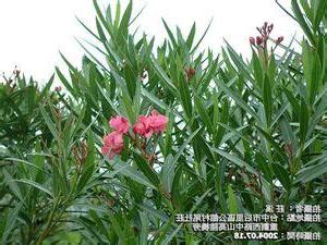 夾竹桃中毒