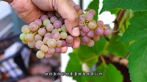 葡萄盆栽种植