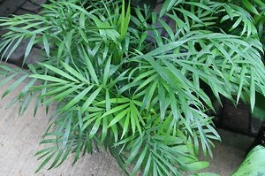 棕櫚樹盆栽
