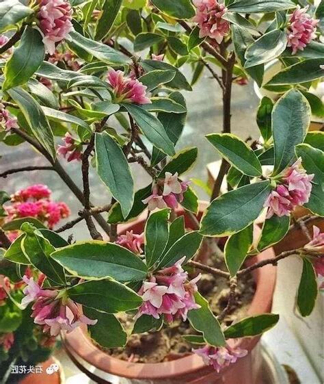 葉子有香味的樹