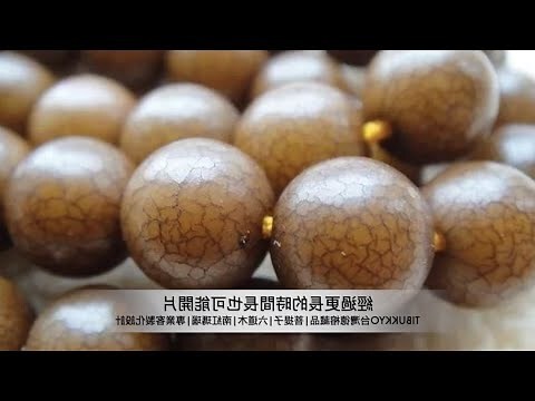 白菩提根