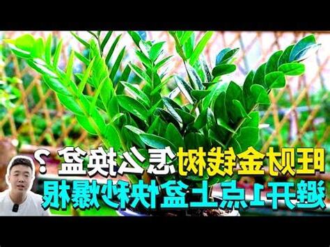 金錢樹換盆