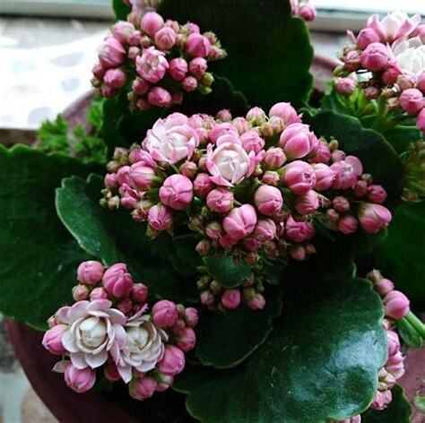 長壽花花期