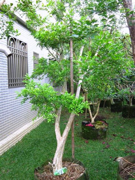適合庭院的樹