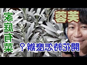 芙蓉會開花嗎