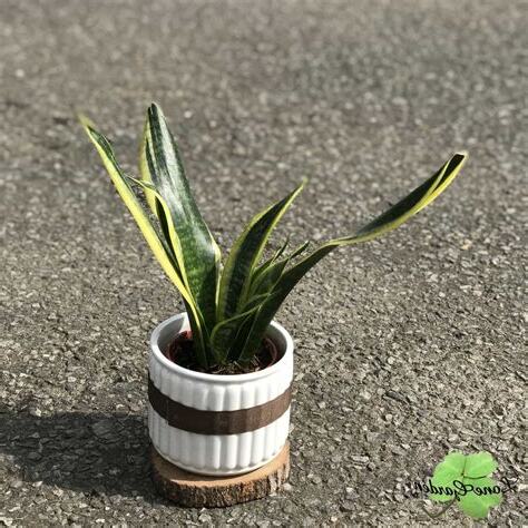 室內避邪植物