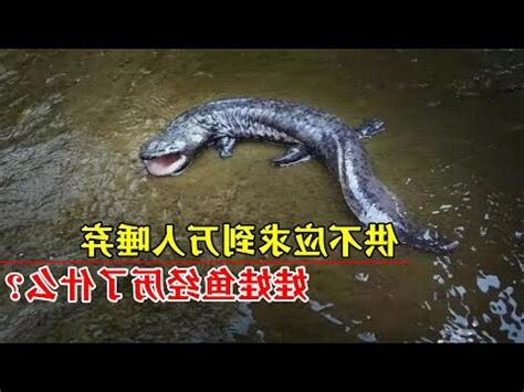 娃娃魚壽命