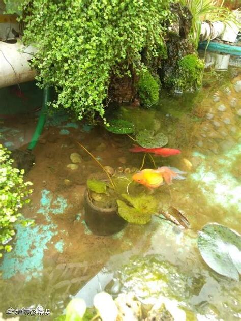 魚池養魚