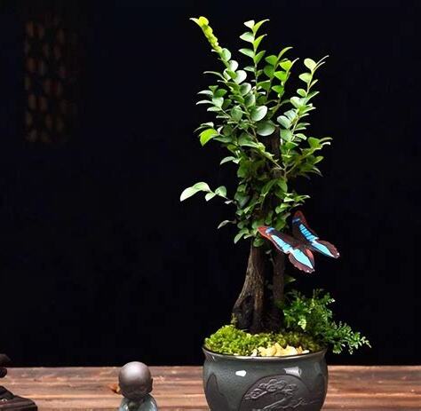 紫檀盆栽風水
