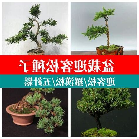 松樹盆栽風水