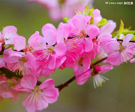 桃花圖片