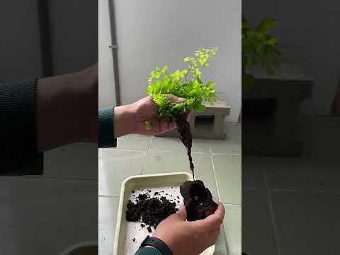 鐵線蕨室內
