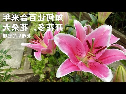 百合花開花後處理