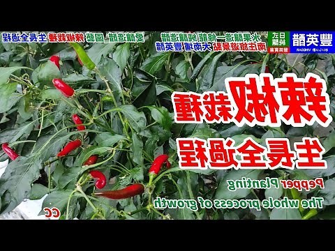 辣椒生長過程