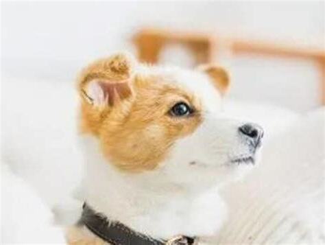 屬狗女