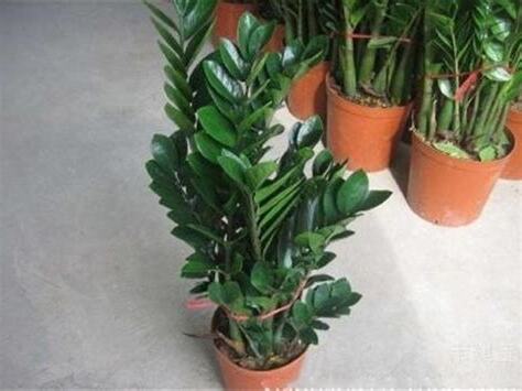 金錢樹發財樹種類