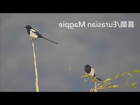 路上看到喜鵲