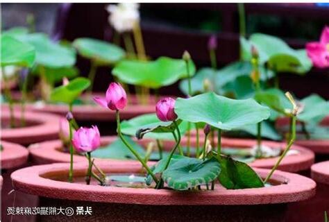 荷花怎麼養