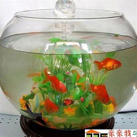 養金魚風水