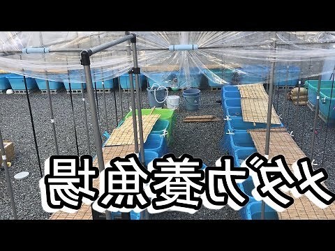 角掛養魚場