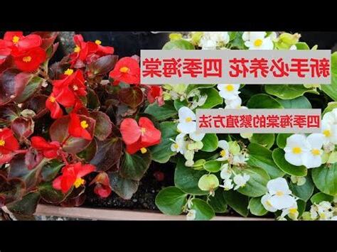 四季海棠風水