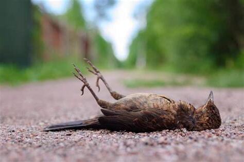 路上看到死鳥
