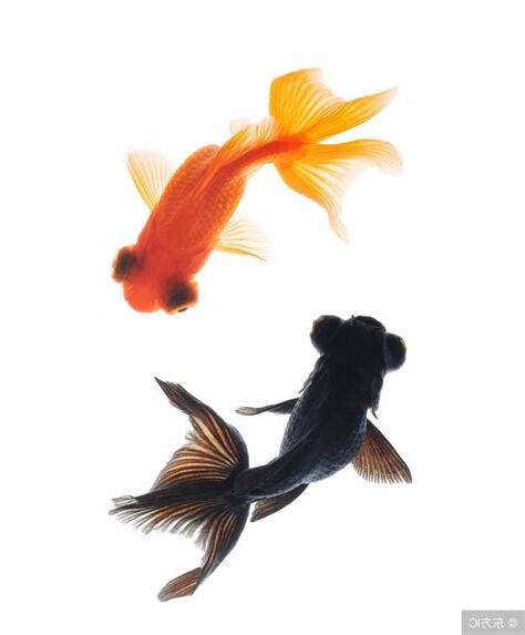 黑色的金魚