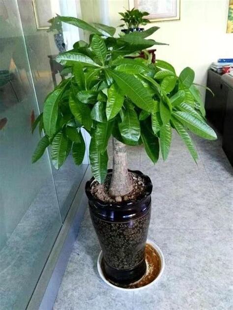 铁树放门口
