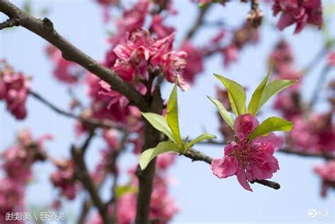 形容桃花