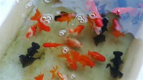 養金魚