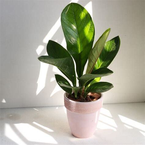 植栽風水