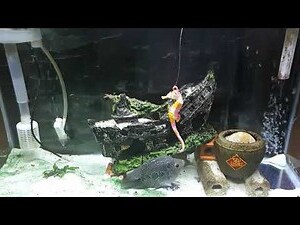 很貴羅漢魚價格