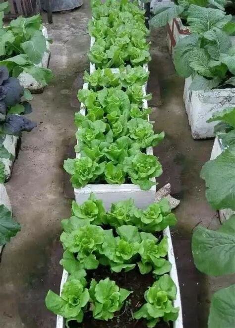 陽台種蔬菜