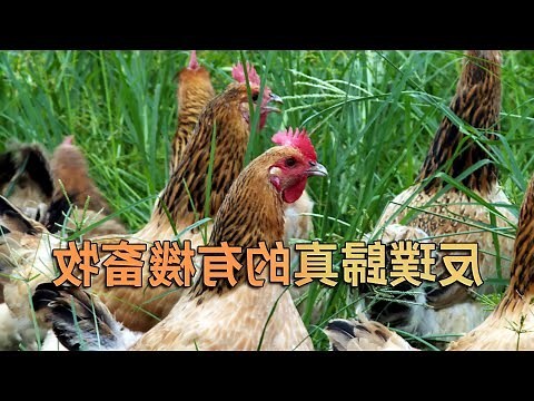耀宗畜牧場