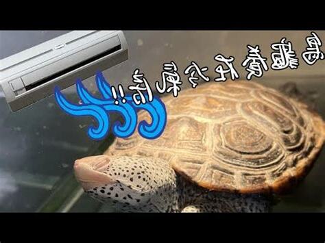 房間養烏龜