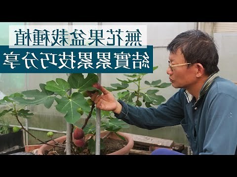 無花果種植
