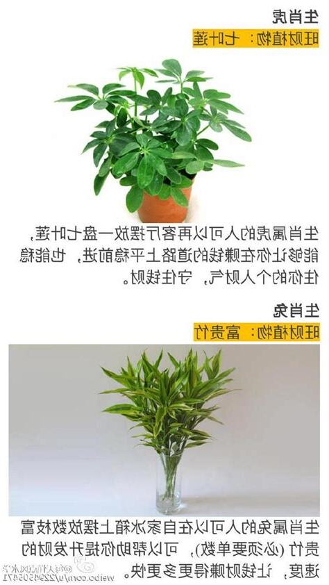 旺財植物