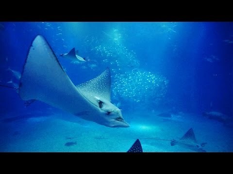 水見